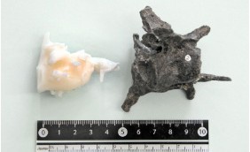 福井県勝山市北谷町で発掘された獣脚類の脳函の化石(右)と復元した脳の3Dモデル